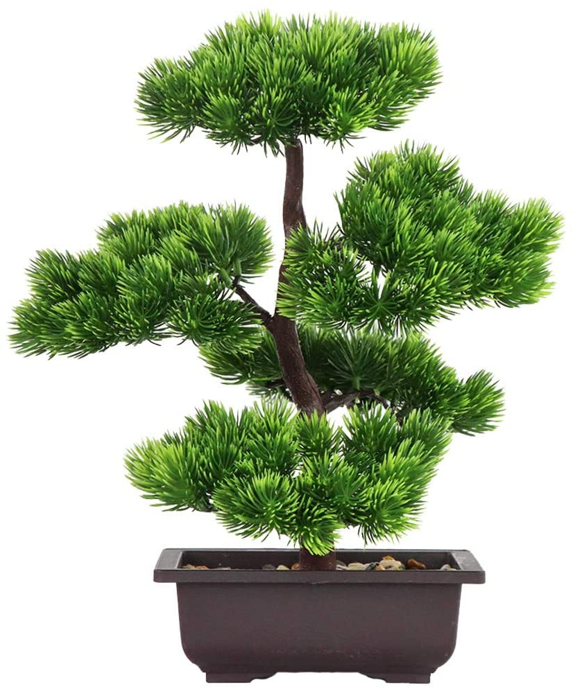 일본산 소나무 분재, 가정 장식용 화분 식물, 책상 장 - Japanese Garden Bonsai 리뷰 및 가격